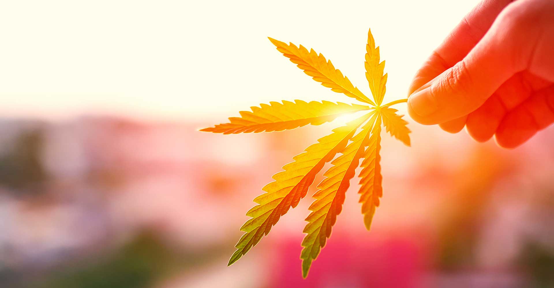 marijuana leaf