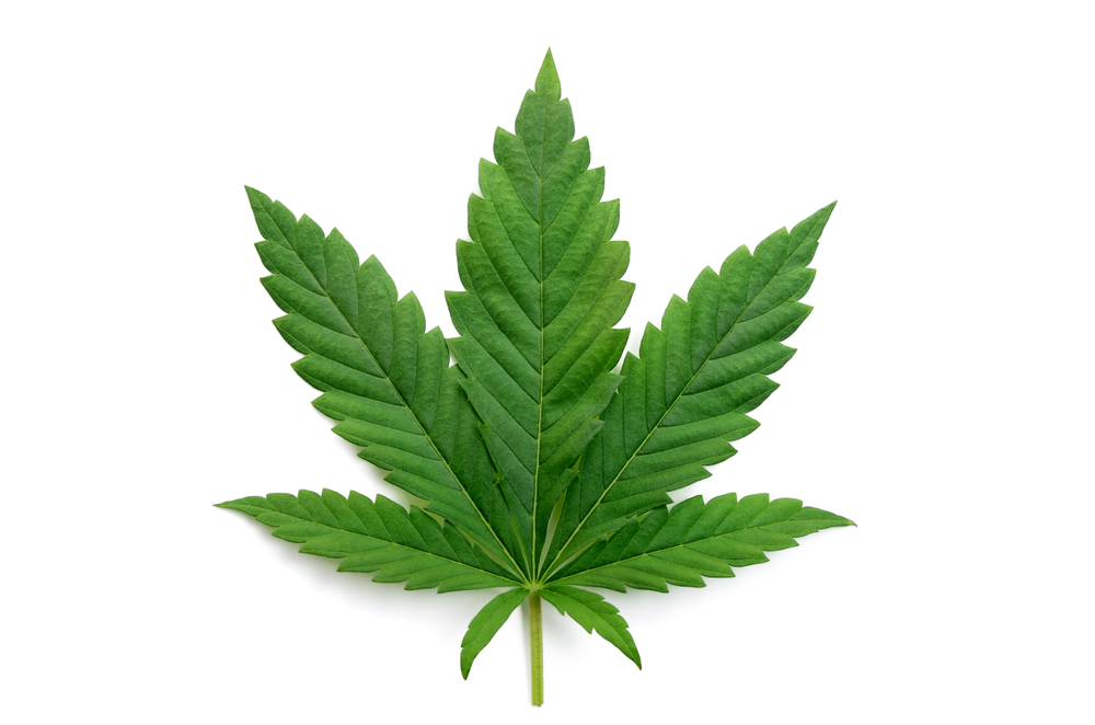 cannabis indica leaf